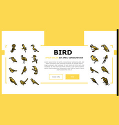 Bird Exotic Animal Nature Wild Landing Header