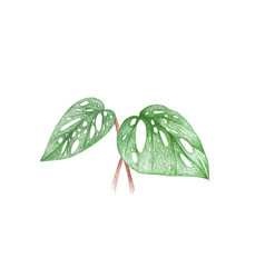 Window Leaf Or Monstera Obliqua Pl