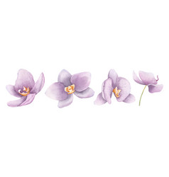 Watercolor Flowers Of Purple Orchid Phalaenopsis