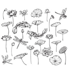 Collection Of Hand Drawn Blooming Lotus