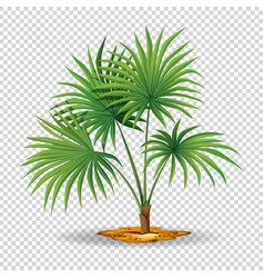 Palm tree on transparent background Royalty Free Vector