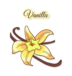 Vanilla Flower And Pods