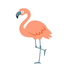 Flamingo Standing On One Leg