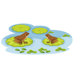 Two Frogs On Lotus Leaves In Water