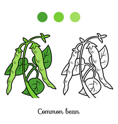 Coloring Book For Kids Common Bean