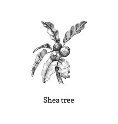 Shea Tree Branch With Nuts Sketch