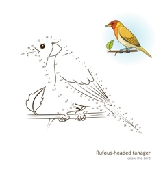 Rufous Headed Tanager Draw