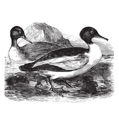 Goosander Vintage