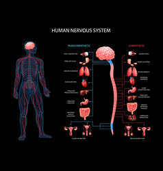 Human Nervous System Background