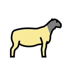 Dorper Sheep Color Icon