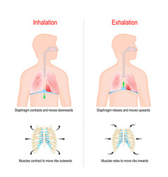 Anatomical medical scheme respiratory system Vector Image