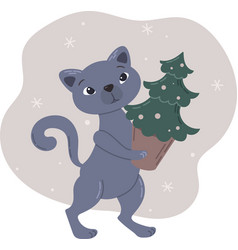 British Gray Cat Carries A Christmas Tree