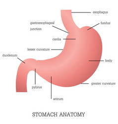 Detailed diagram of the structure from inside of Vector Image