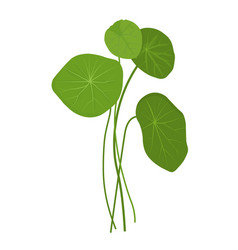 Gotu Kola Stock Centella Asia