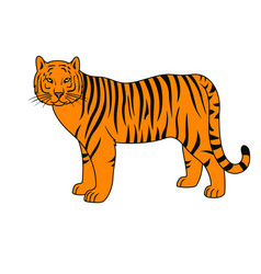 Tiger On White Background