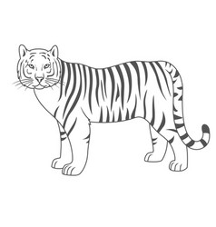 Tiger On White Background