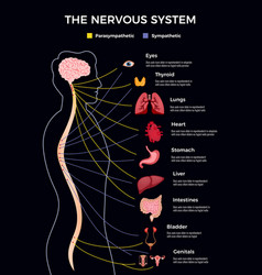 Human Nervous System Infographics