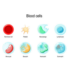 Red Blood Cell And White Blood Cells