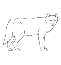 Wolf On White Background