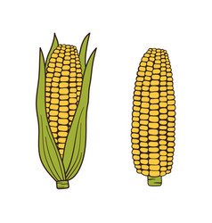 Corn Simple For Menu Hand Drawn