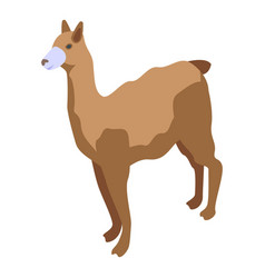 Lama Icon Isometric Alpaca Animal