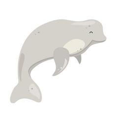 Beluga Whale Isolated