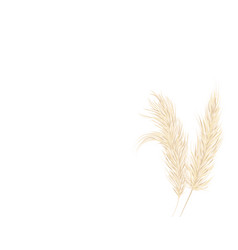 Pampas Grass On A White Background In A Hand