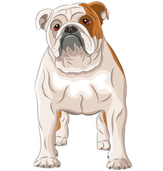 Drawing Of A Large English Bulldog With Red