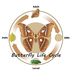 Butterfly Life Cycle