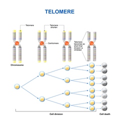 Telomere