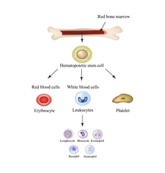 Limbo Blood Cells In Bone Marrow Infographics