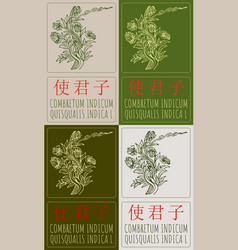 Set Of Drawing Combretum Indicum In Chinese