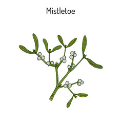 White Mistletoe Viscum Album