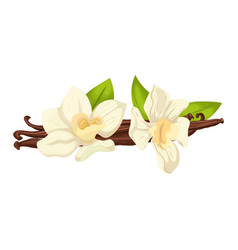 Vanilla Aromatic Cartoon