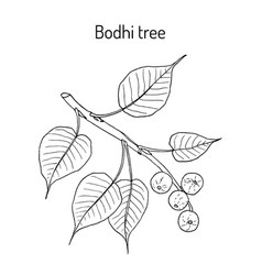 Sacred Fig Or Bodhi Tree Ficus Religiosa