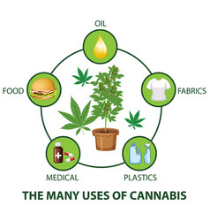 Many Uses Of Cannabis Diagram