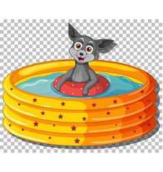 Chihuahua Dog In Inflatable Pool