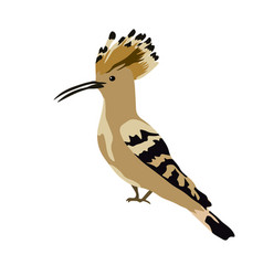 Stock Of A Hoopoe Bird