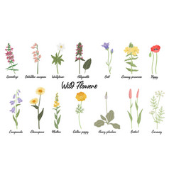 Drawing Wild Flowers