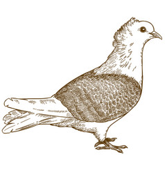 Engraving Of Pigeon Bird