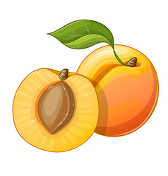 Apricot