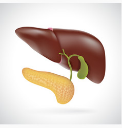 Liver And Pancreas For Medical Use