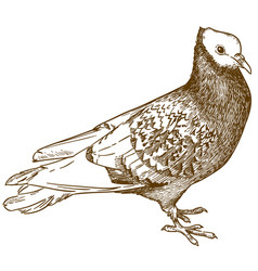 Engraving Of Pigeon Bird