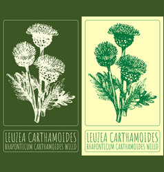 Drawing Leuzea Carthamoides Hand Drawn