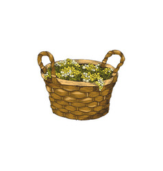 Woven Basket With Green Grape Berries Hand Drawn