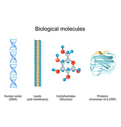 Types Of Biological Molecule Carbohydrates