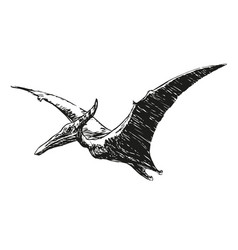 Flying Pterodactylus Dinosaur - Black And White