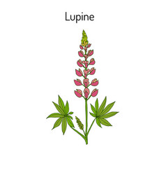 Lupine Lupinus Perennis