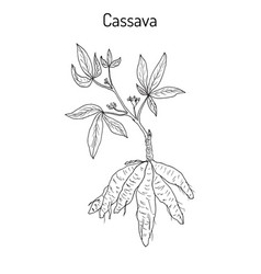 Cassava Plant With Leaves And Tubers