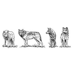 Wolf - Set Of Wolves Hand Drawn Black And White